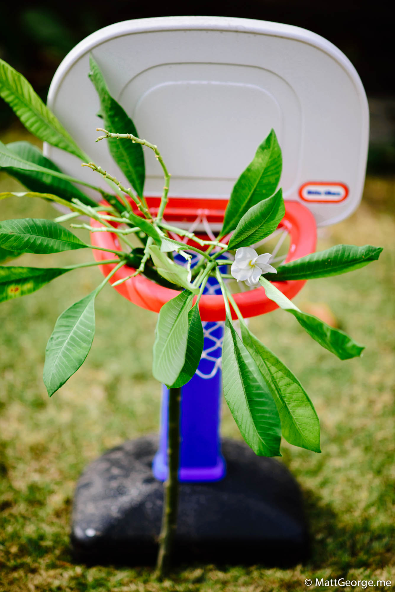Bella decided to pick up some of the clippings I had trimmed off our plumeria trees and she made her own tree with the help of her basketball hoop