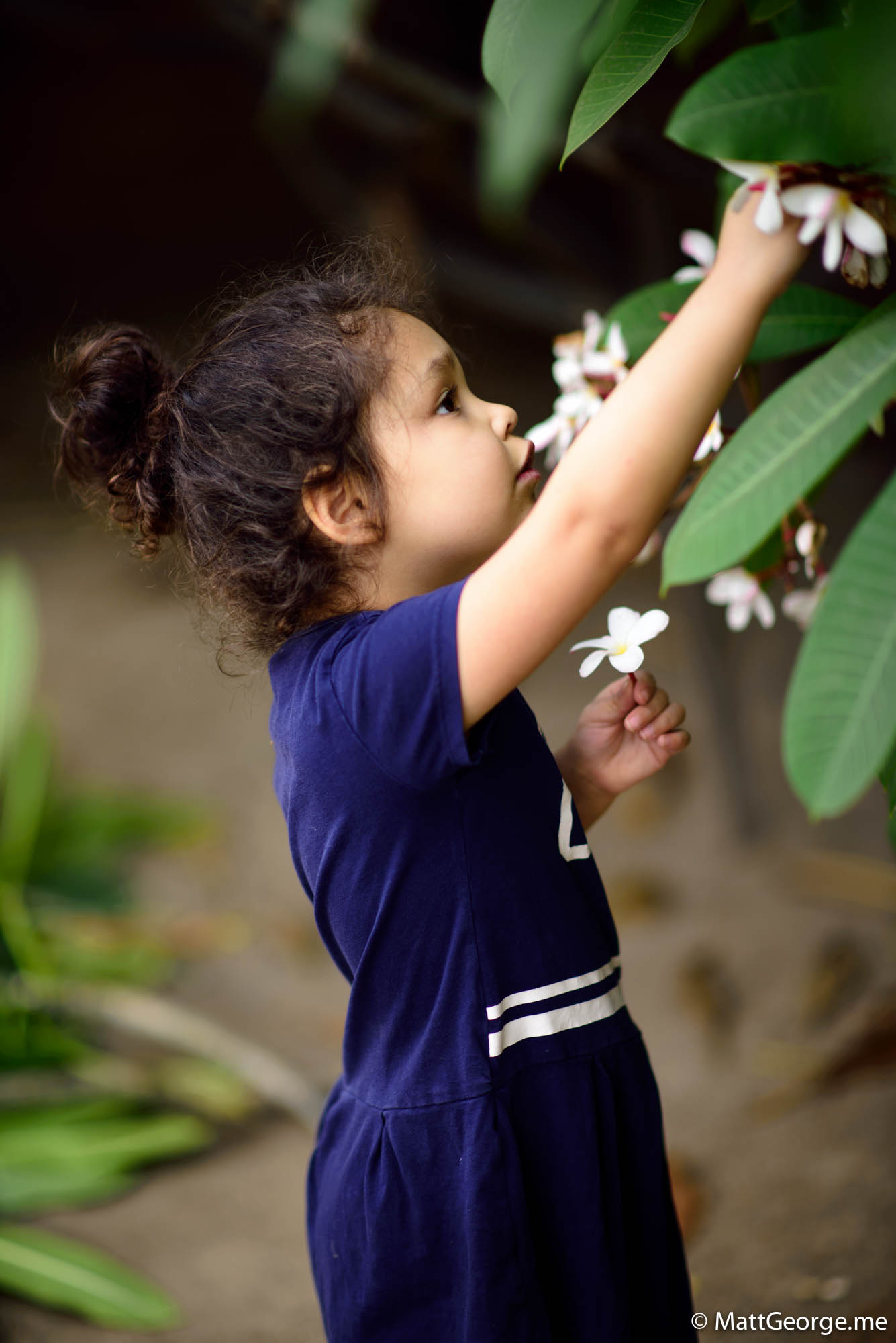 Bella cutting some flowers off of te plumeria tree
