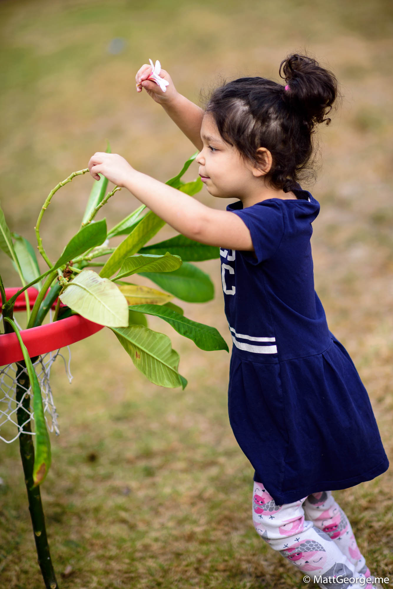 Bella trying to affix a white plumeria flower back onto a plumeria branch