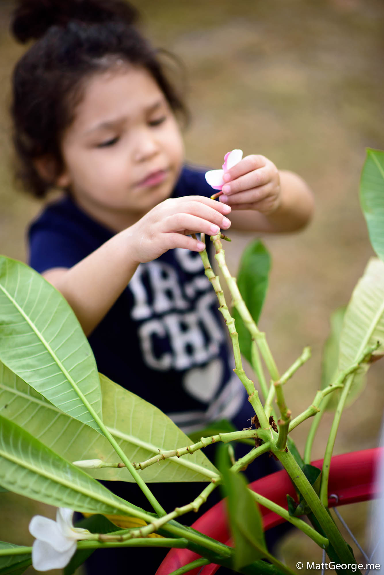 Bella trying to affix a white plumeria flower back onto a plumeria branch