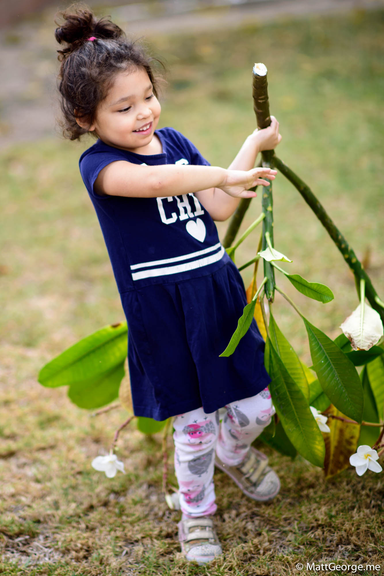 Bella dragging a cutting from a plumeria tree