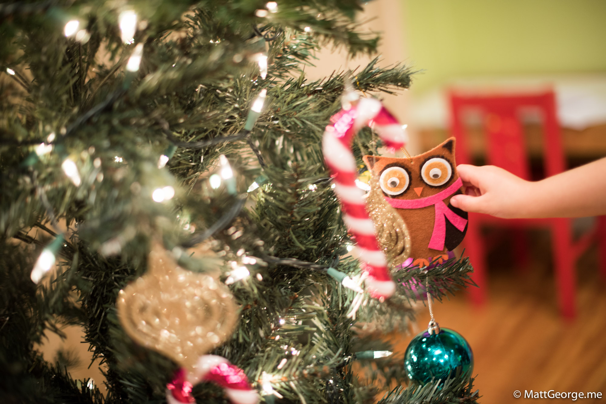 Bella with an Owl Christmas Ornament on Tree