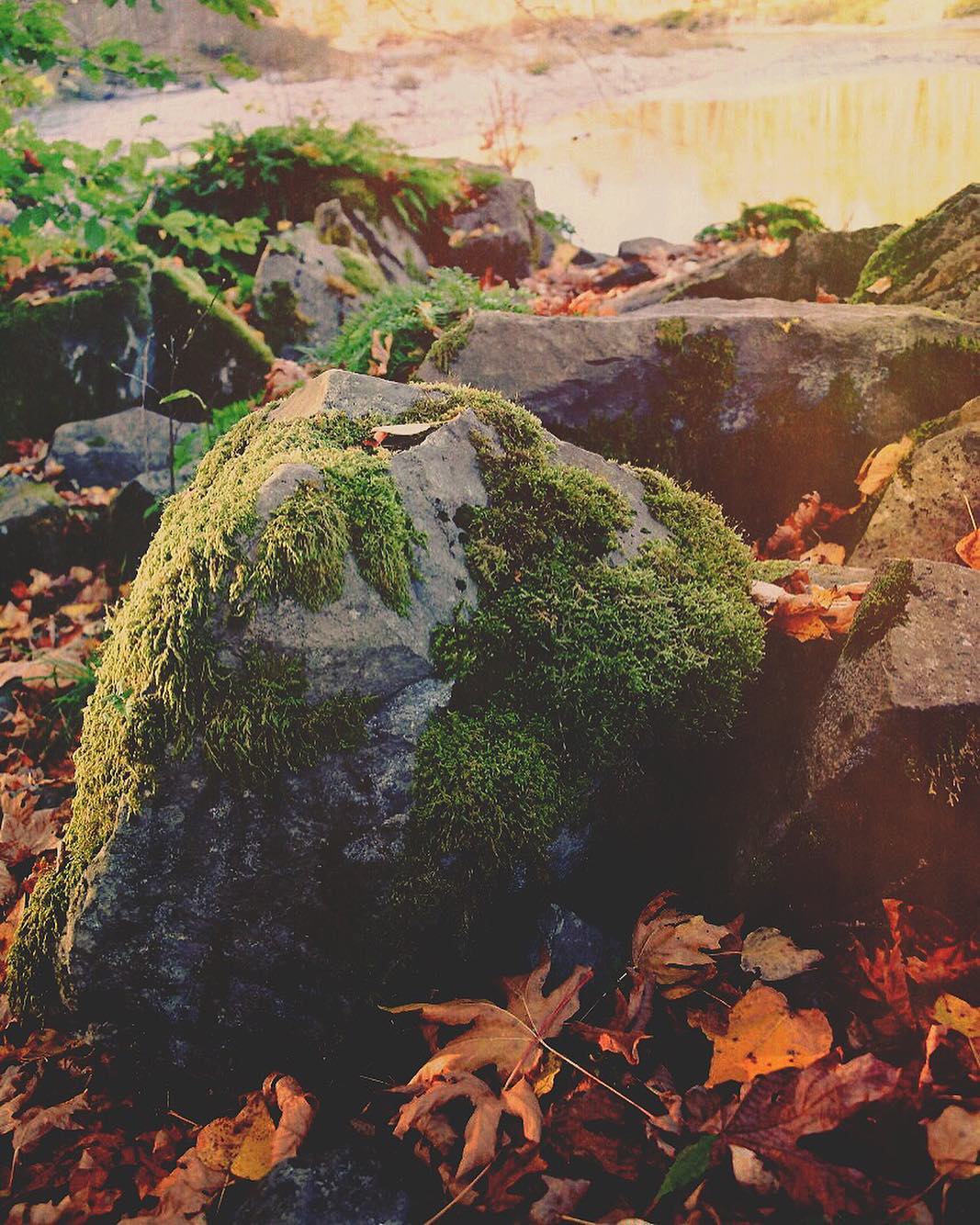 Moss on Rock in Woods - Into a Far Country