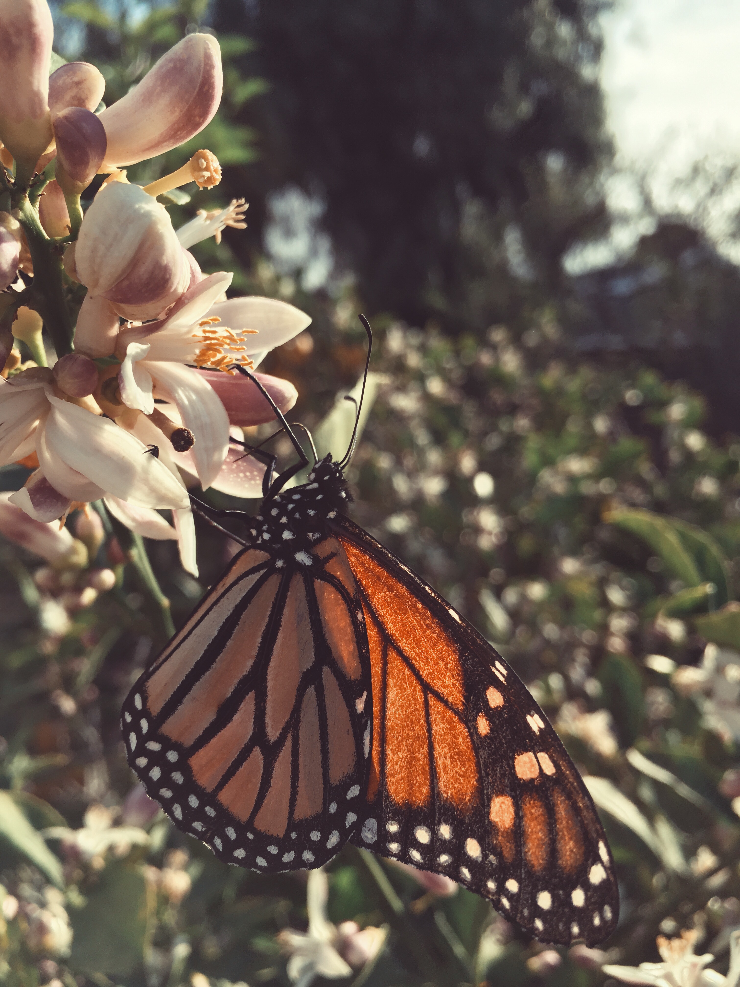 Monarch Butterfly on Lemon Tree Blooms
